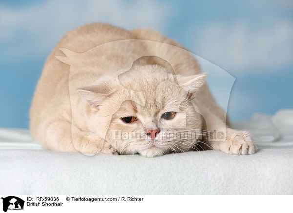 Britisch Kurzhaar / British Shorthair / RR-59836