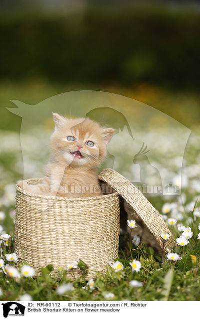 Britisch Kurzhaar Ktzchen auf Blumenwiese / British Shortair Kitten on flower meadow / RR-60112