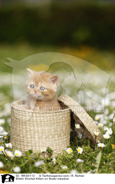 Britisch Kurzhaar Ktzchen auf Blumenwiese / British Shortair Kitten on flower meadow / RR-60113