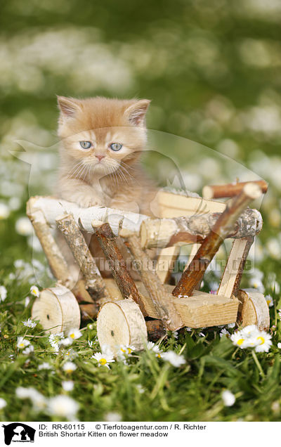 Britisch Kurzhaar Ktzchen auf Blumenwiese / British Shortair Kitten on flower meadow / RR-60115