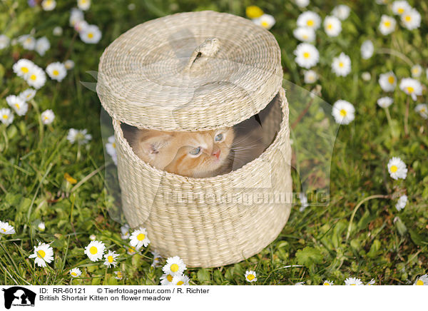 Britisch Kurzhaar Ktzchen auf Blumenwiese / British Shortair Kitten on flower meadow / RR-60121