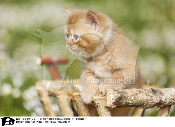 Britisch Kurzhaar Ktzchen auf Blumenwiese / British Shortair Kitten on flower meadow / RR-60123