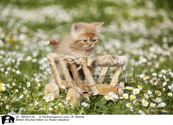 Britisch Kurzhaar Ktzchen auf Blumenwiese / British Shortair Kitten on flower meadow / RR-60128