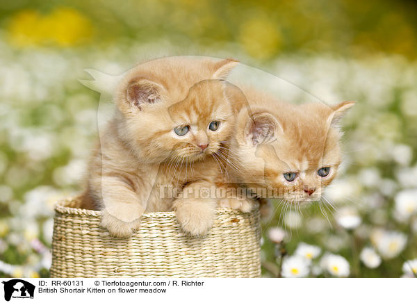 Britisch Kurzhaar Ktzchen auf Blumenwiese / British Shortair Kitten on flower meadow / RR-60131