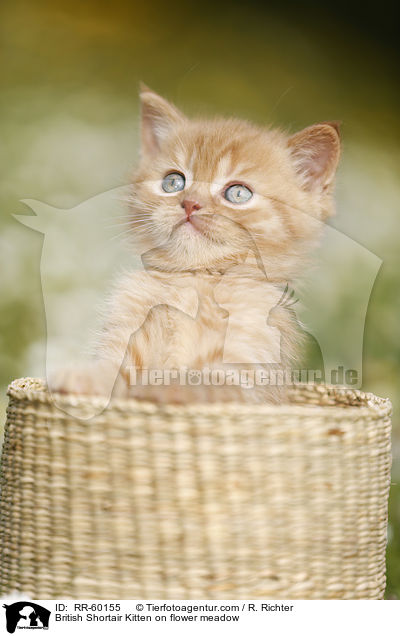 Britisch Kurzhaar Ktzchen auf Blumenwiese / British Shortair Kitten on flower meadow / RR-60155