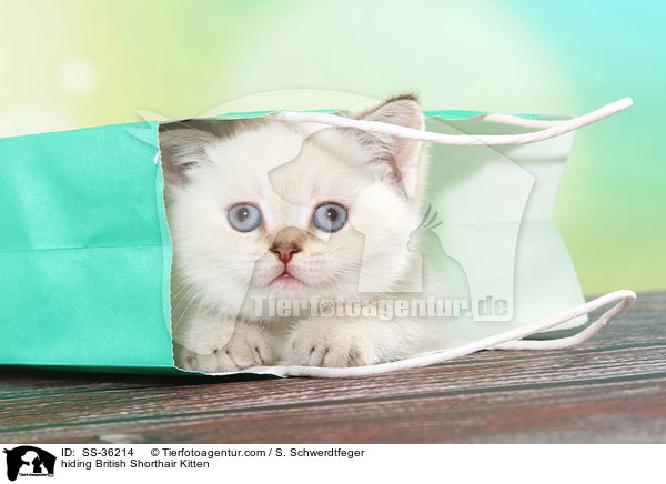 Britisch Kurzhaar Ktzchen versteckt sich / hiding British Shorthair Kitten / SS-36214