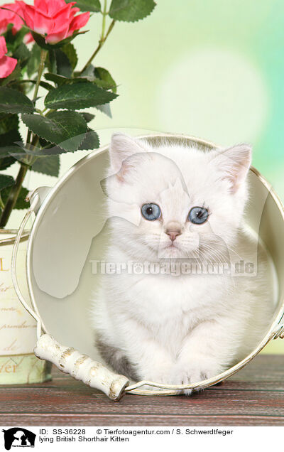 liegendes Britisch Kurzhaar Ktzchen / lying British Shorthair Kitten / SS-36228