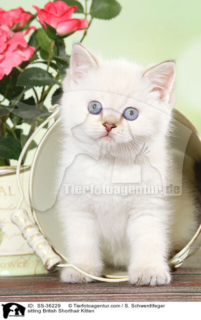 sitzendes Britisch Kurzhaar Ktzchen / sitting British Shorthair Kitten / SS-36229