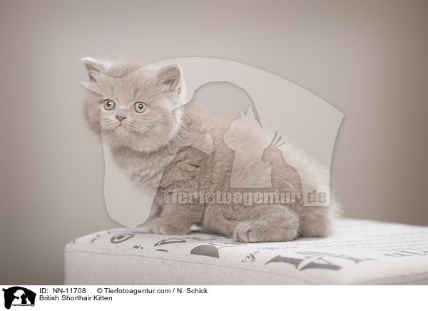 Britisch Kurzhaar Ktzchen / British Shorthair Kitten / NN-11708