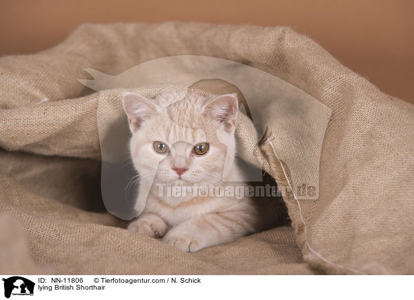 liegende Britisch Kurzhaar / lying British Shorthair / NN-11806