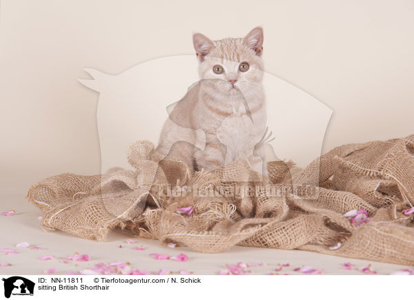 sitzende Britisch Kurzhaar / sitting British Shorthair / NN-11811