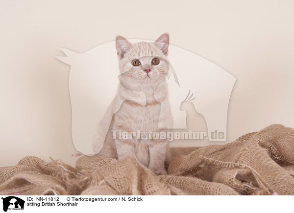 sitzende Britisch Kurzhaar / sitting British Shorthair / NN-11812