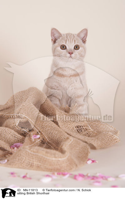 sitzende Britisch Kurzhaar / sitting British Shorthair / NN-11813