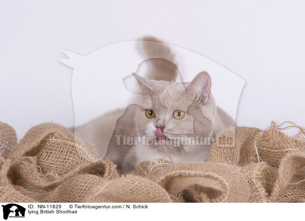 liegende Britisch Kurzhaar / lying British Shorthair / NN-11829