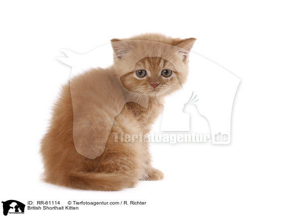 Britisch Kurzhaar Ktzchen / British Shorthait Kitten / RR-61114