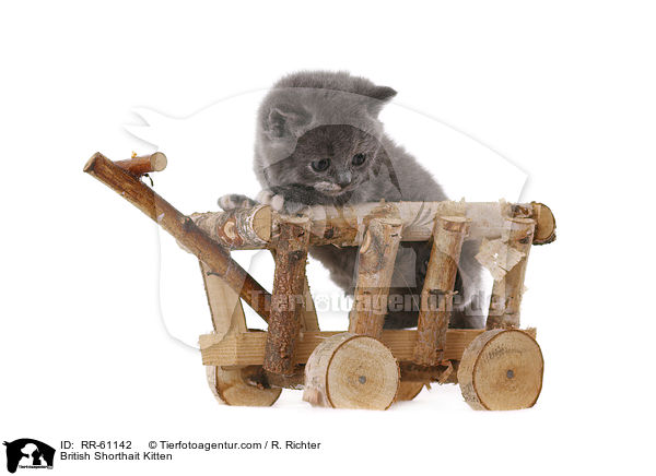 Britisch Kurzhaar Ktzchen / British Shorthait Kitten / RR-61142