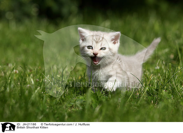 Britisch Kurzhaar Ktzchen / British Shorthair Kitten / JH-21186