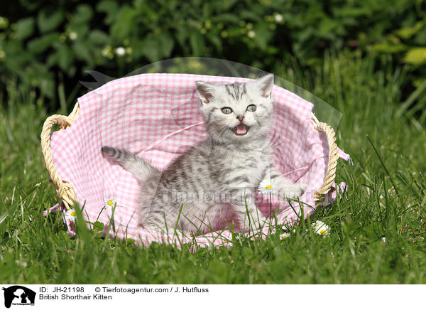 Britisch Kurzhaar Ktzchen / British Shorthair Kitten / JH-21198