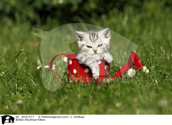 Britisch Kurzhaar Ktzchen / British Shorthair Kitten / JH-21211