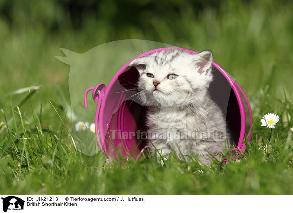 Britisch Kurzhaar Ktzchen / British Shorthair Kitten / JH-21213