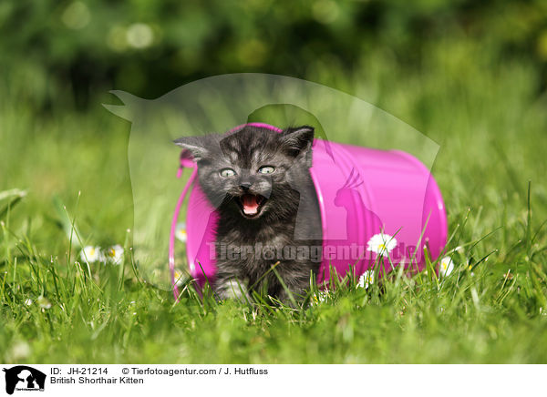 Britisch Kurzhaar Ktzchen / British Shorthair Kitten / JH-21214