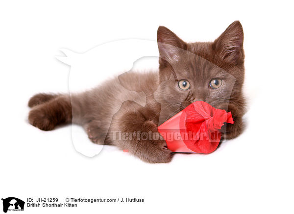 Britisch Kurzhaar Ktzchen / British Shorthair Kitten / JH-21259