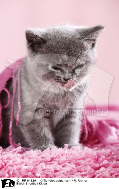 Britisch Kurzhaar Ktzchen / British Shorthair Kitten / RR-61826