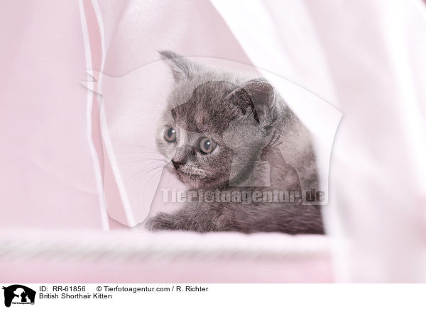 Britisch Kurzhaar Ktzchen / British Shorthair Kitten / RR-61856