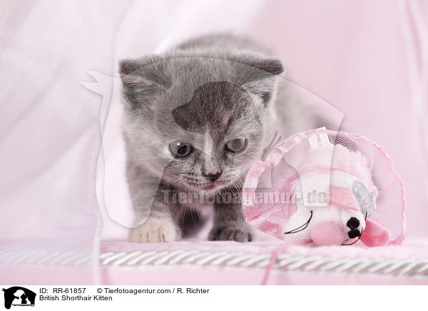 Britisch Kurzhaar Ktzchen / British Shorthair Kitten / RR-61857