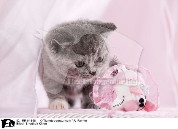 Britisch Kurzhaar Ktzchen / British Shorthair Kitten / RR-61858