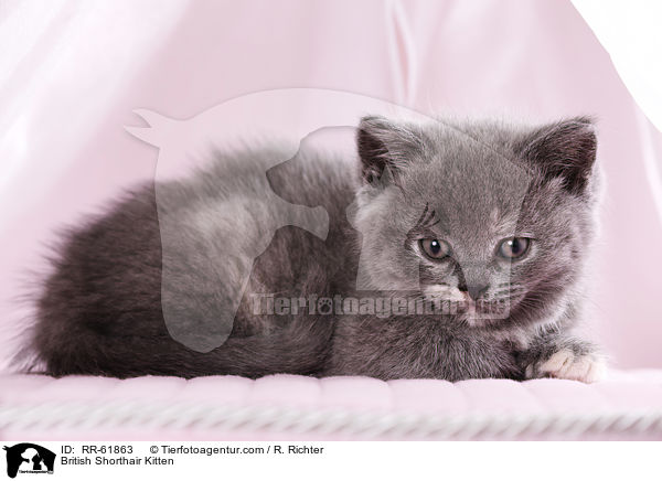 Britisch Kurzhaar Ktzchen / British Shorthair Kitten / RR-61863