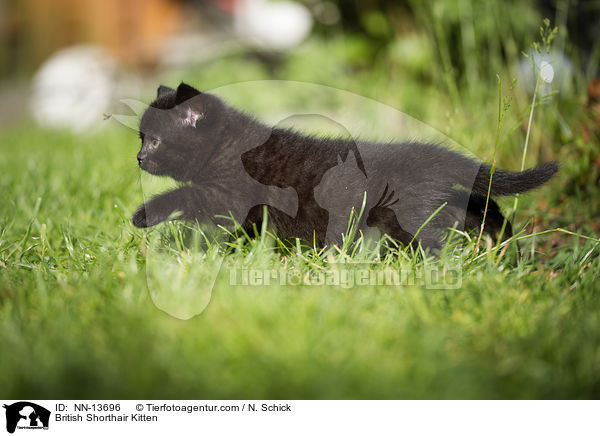 Britisch Kurzhaar Ktzchen / British Shorthair Kitten / NN-13696
