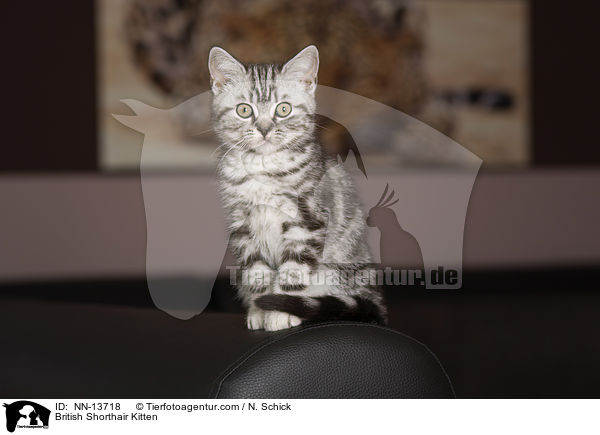 Britisch Kurzhaar Ktzchen / British Shorthair Kitten / NN-13718