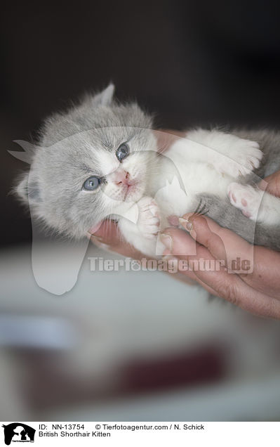 Britisch Kurzhaar Ktzchen / British Shorthair Kitten / NN-13754