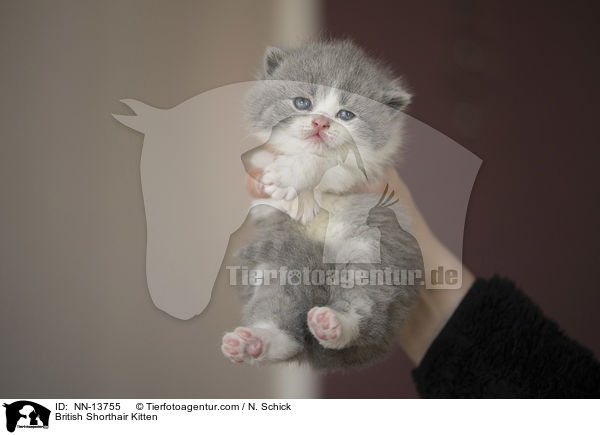 Britisch Kurzhaar Ktzchen / British Shorthair Kitten / NN-13755