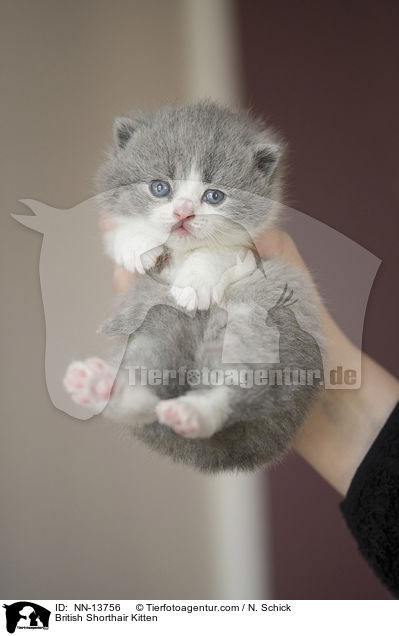 Britisch Kurzhaar Ktzchen / British Shorthair Kitten / NN-13756