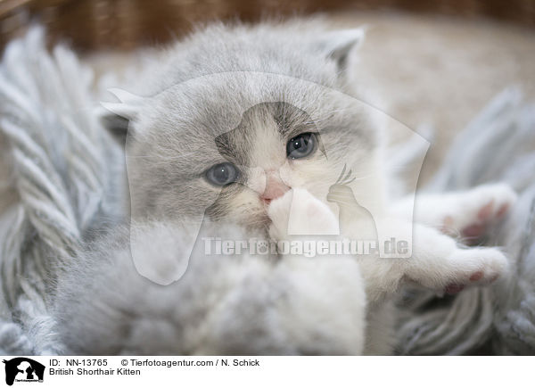 Britisch Kurzhaar Ktzchen / British Shorthair Kitten / NN-13765