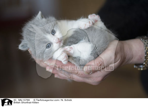 Britisch Kurzhaar Ktzchen / British Shorthair Kitten / NN-13766