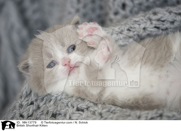 Britisch Kurzhaar Ktzchen / British Shorthair Kitten / NN-13779