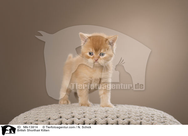 Britisch Kurzhaar Ktzchen / British Shorthair Kitten / NN-13814