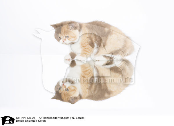 British Shorthair Kitten / NN-13829