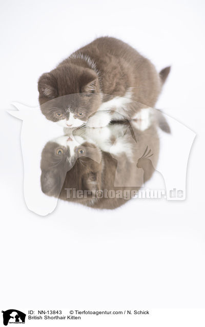 Britisch Kurzhaar Ktzchen / British Shorthair Kitten / NN-13843