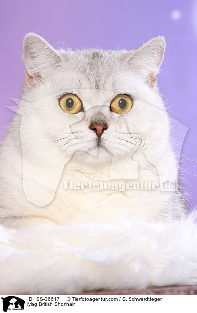 liegende Britisch Kurzhaar / lying British Shorthair / SS-36617