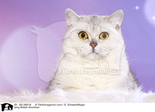 liegende Britisch Kurzhaar / lying British Shorthair / SS-36618