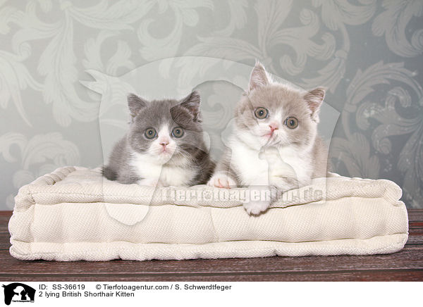 2 liegende Britisch Kurzhaar Ktzchen / 2 lying British Shorthair Kitten / SS-36619