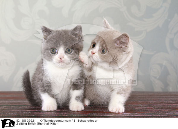 2 sitzende Britisch Kurzhaar Ktzchen / 2 sitting British Shorthair Kitten / SS-36621