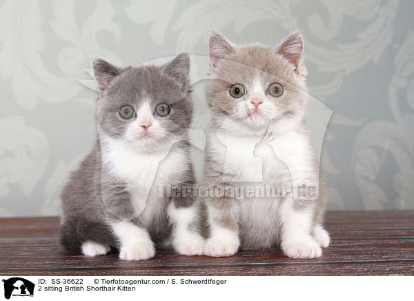 2 sitzende Britisch Kurzhaar Ktzchen / 2 sitting British Shorthair Kitten / SS-36622