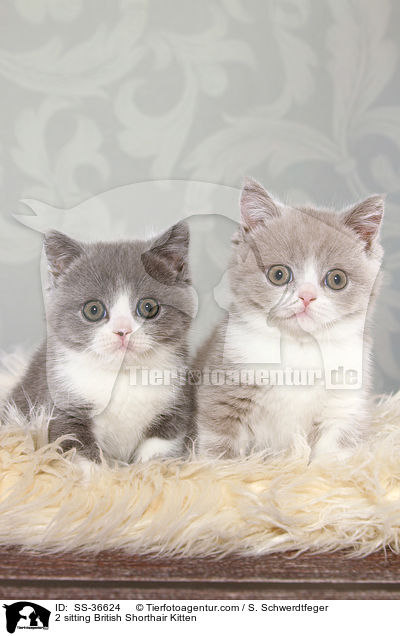 2 sitzende Britisch Kurzhaar Ktzchen / 2 sitting British Shorthair Kitten / SS-36624