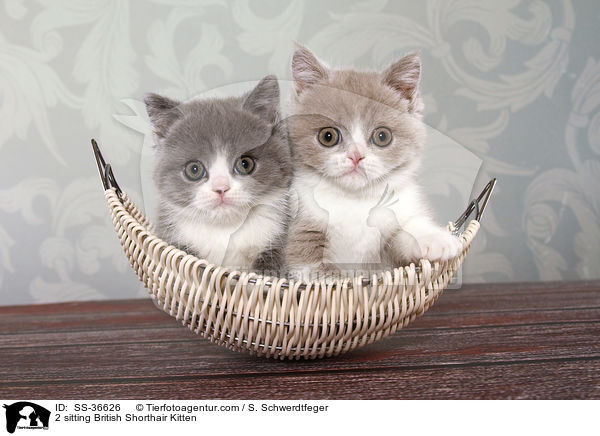 2 sitzende Britisch Kurzhaar Ktzchen / 2 sitting British Shorthair Kitten / SS-36626