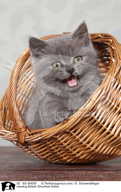 miauendes Britisch Kurzhaar Ktzchen / mewing British Shorthair Kitten / SS-36656